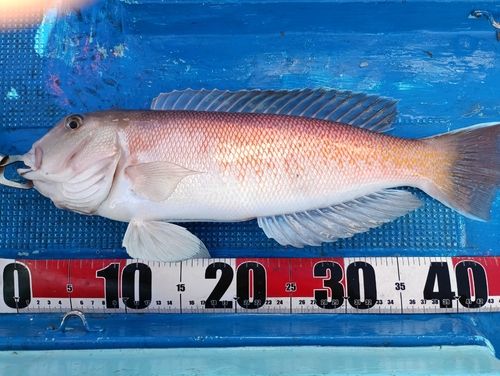 アマダイの釣果