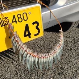 トウゴロウイワシ