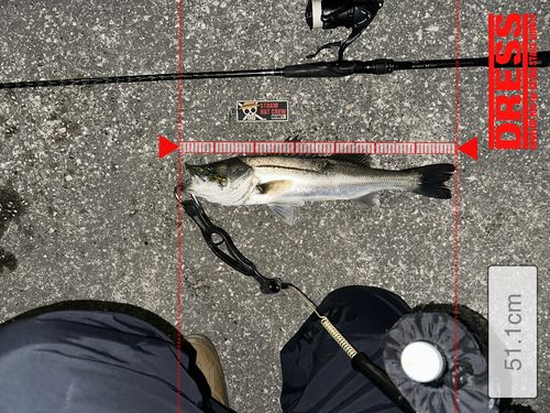 シーバスの釣果