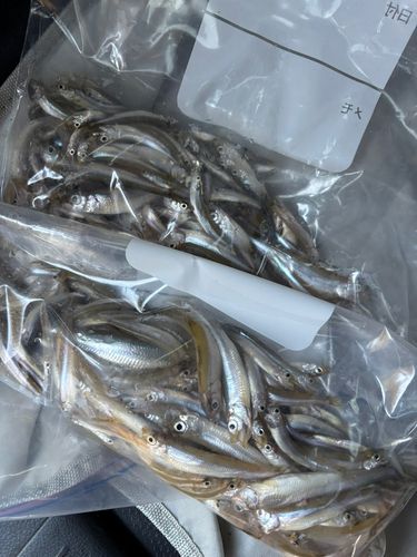 ワカサギの釣果