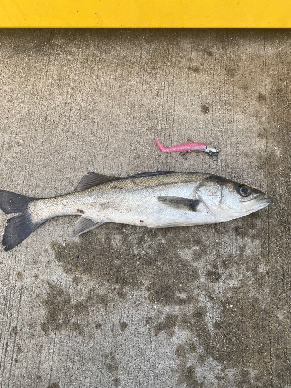 セイゴ（ヒラスズキ）