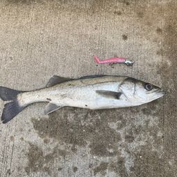 セイゴ（ヒラスズキ）