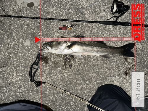 シーバスの釣果