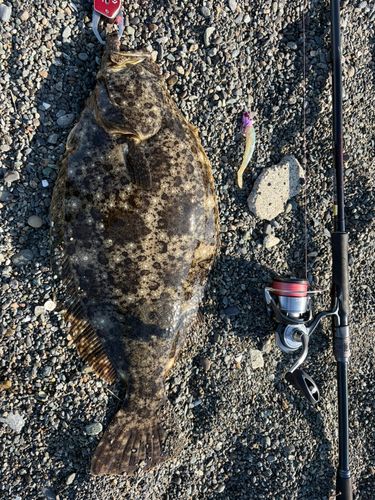 ヒラメの釣果