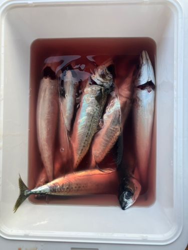 内浦湾（沼津）