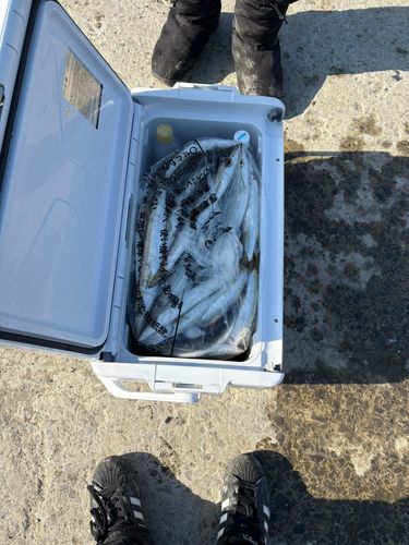 アカカマスの釣果