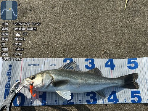 シーバスの釣果