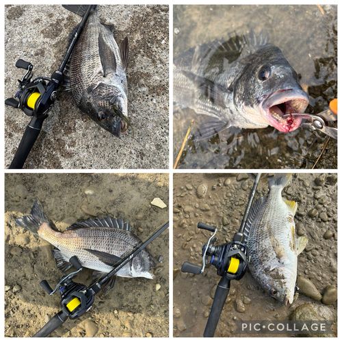 チヌの釣果