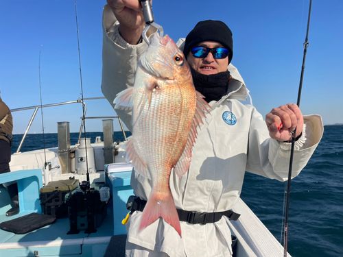 マダイの釣果
