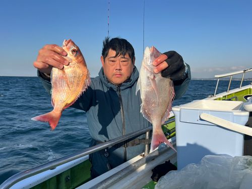 マダイの釣果