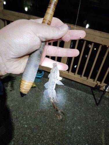 マハゼの釣果