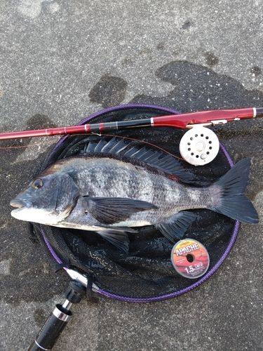 クロダイの釣果