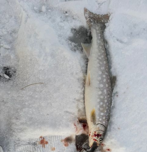 アメマスの釣果
