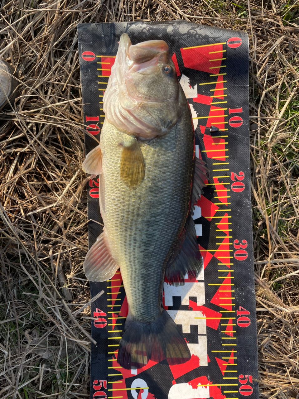 SHIMANO 20メタニウム HG LEFTの最安値・インプレ・釣果 | 本音の