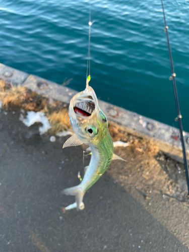 マイワシの釣果