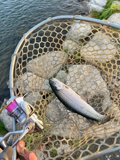 ニジマスの釣果