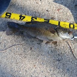 スモールマウスバス