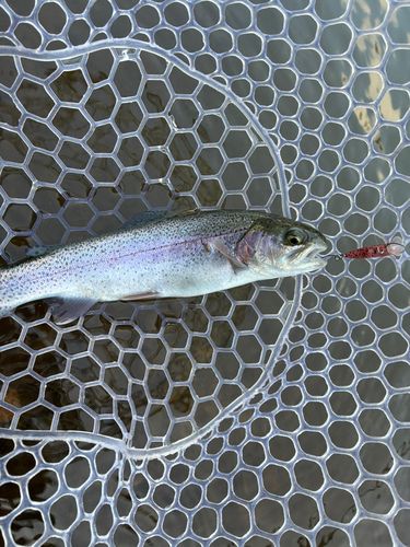 ニジマスの釣果