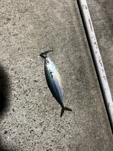 サバの釣果
