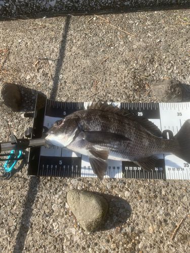 クロダイの釣果