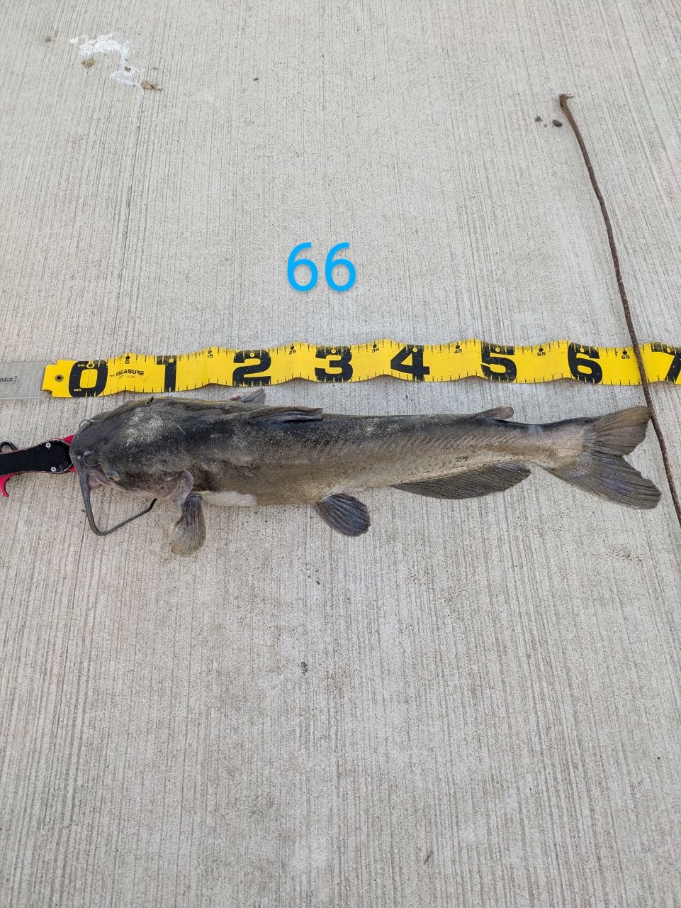 アメリカナマズ