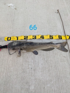 アメリカナマズの釣果