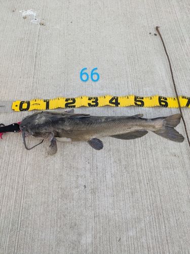 アメリカナマズの釣果