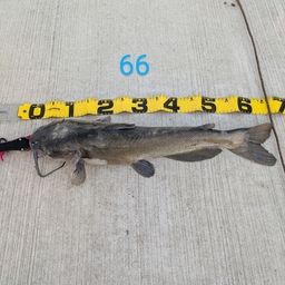 アメリカナマズ