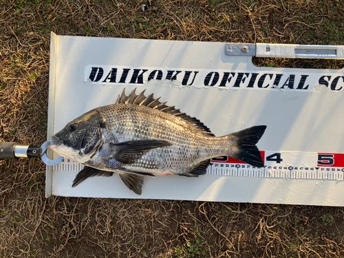 クロダイの釣果