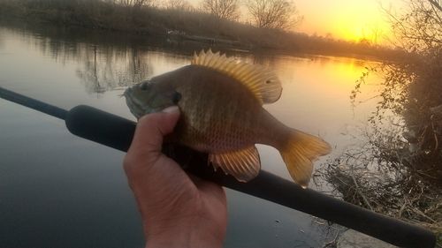 ブルーギルの釣果