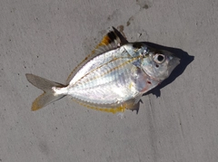 ヒイラギの釣果