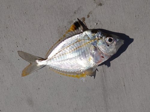 ヒイラギの釣果