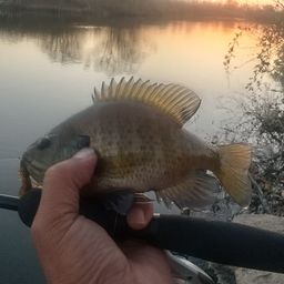 ブルーギル
