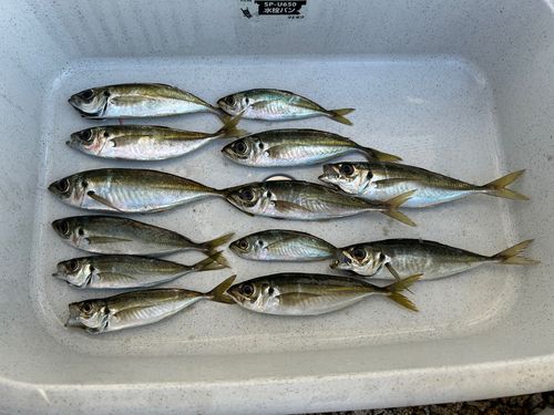 アジの釣果