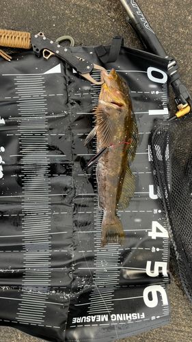 アイナメの釣果