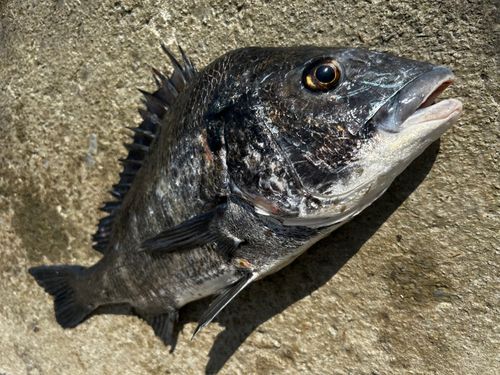 チヌの釣果