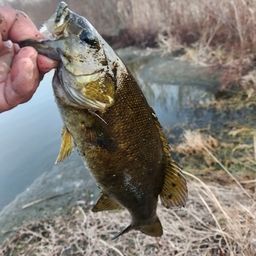 スモールマウスバス