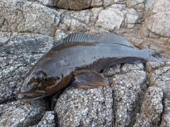アイナメの釣果