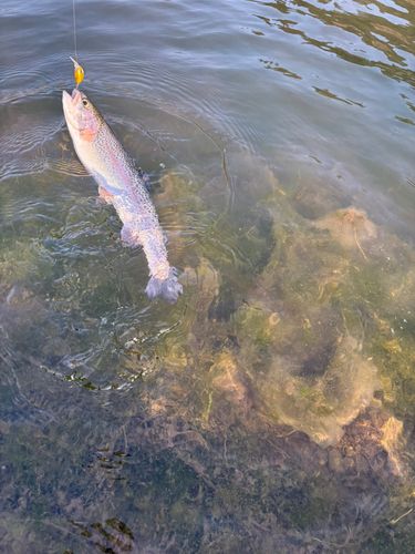 トラウトの釣果