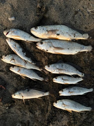 茅ヶ崎ヘッドランド