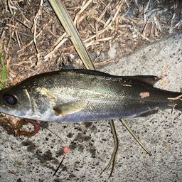 セイゴ（マルスズキ）