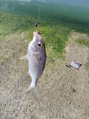 ホシギスの釣果