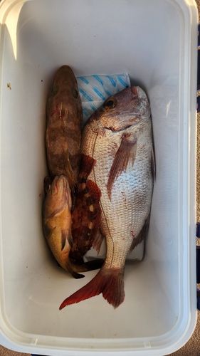 キジハタの釣果