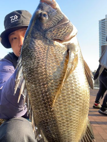 クロダイの釣果