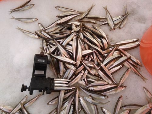 ワカサギの釣果