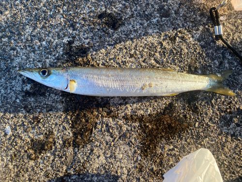 アカカマスの釣果