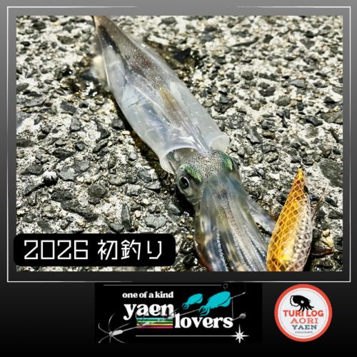 ヤリイカの釣果