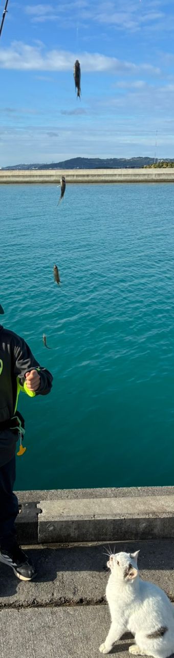 リボンスズメダイ