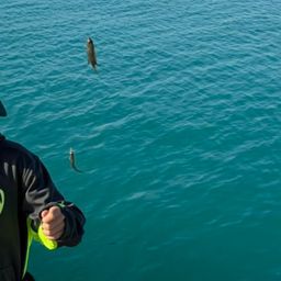 リボンスズメダイ