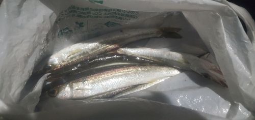カマスの釣果